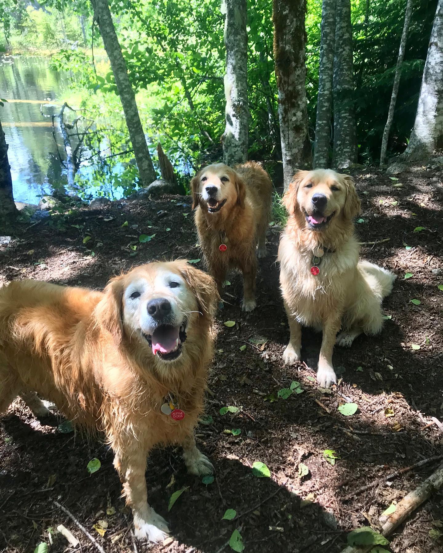 Alpine Dogs - Happy Birthday to Sloane! So great to see...