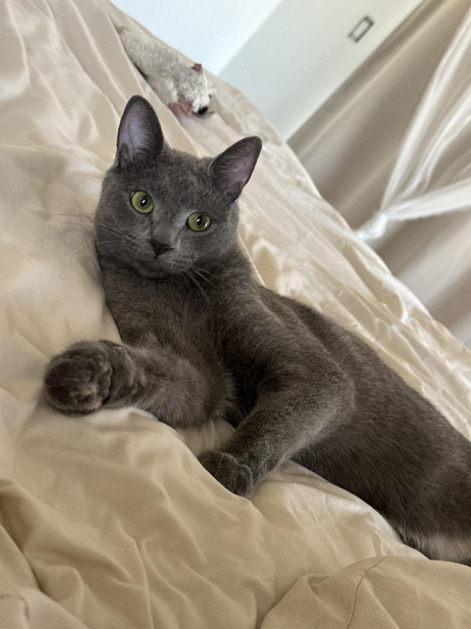 Lost cat Yuki in Avondale area near Dysart and Thomas