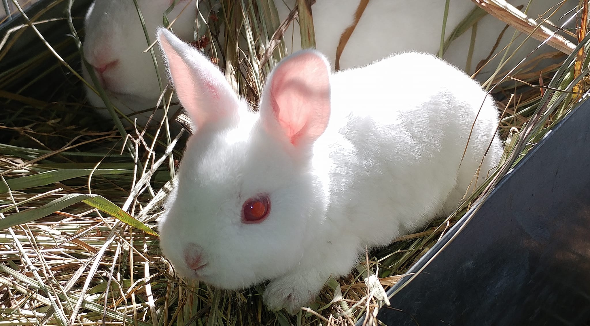 Wind Walker Rabbitry