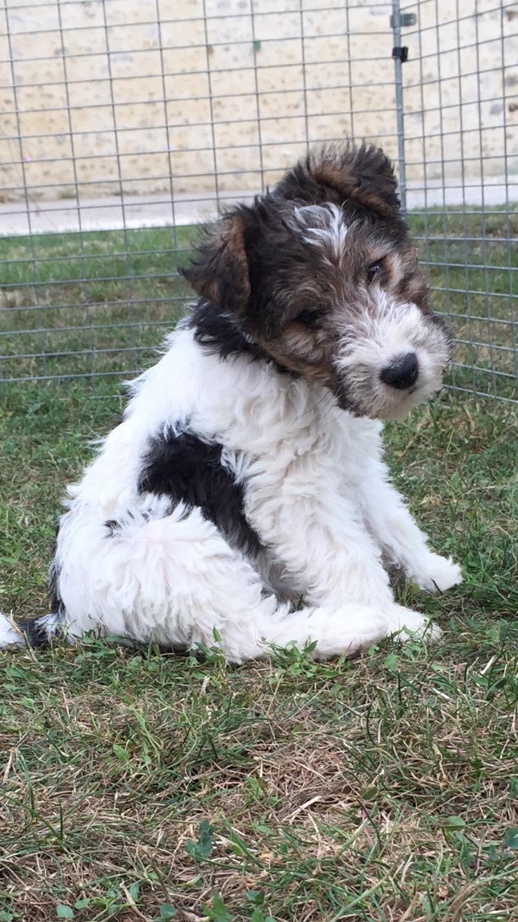 Fox Terrier Poil Dur Elevage Des Mazures De Saint Remy