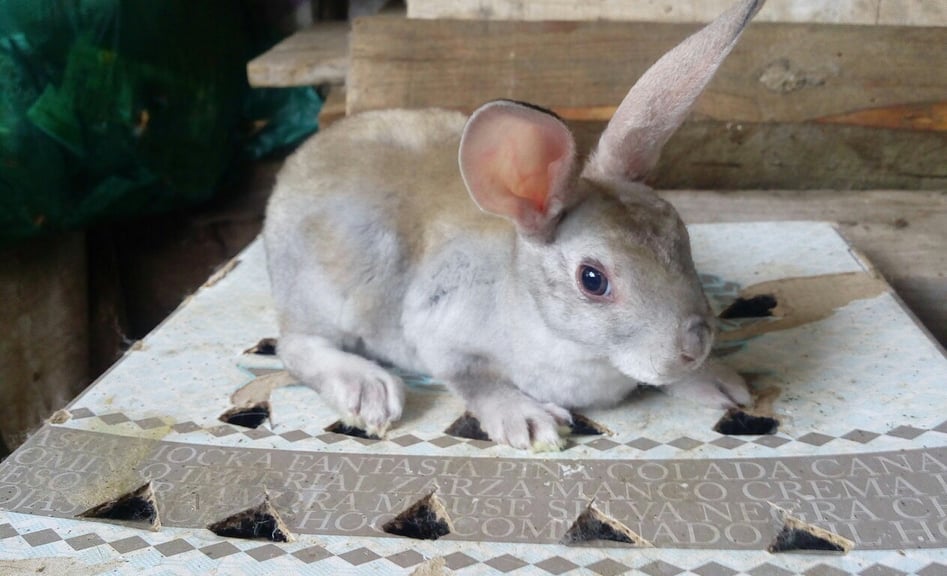 Golden Rabbits