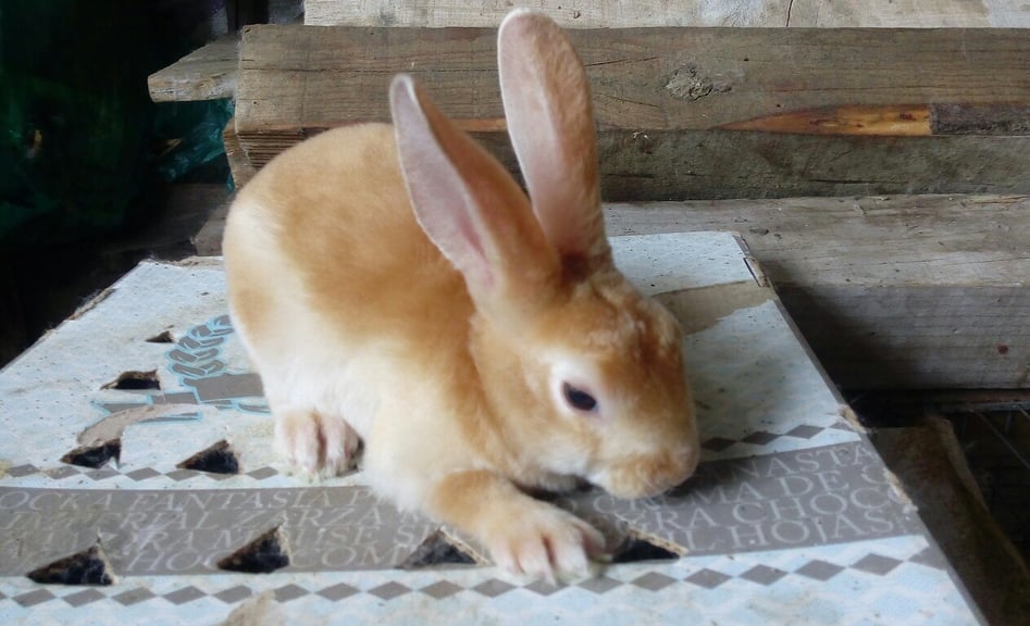 Golden Rabbits