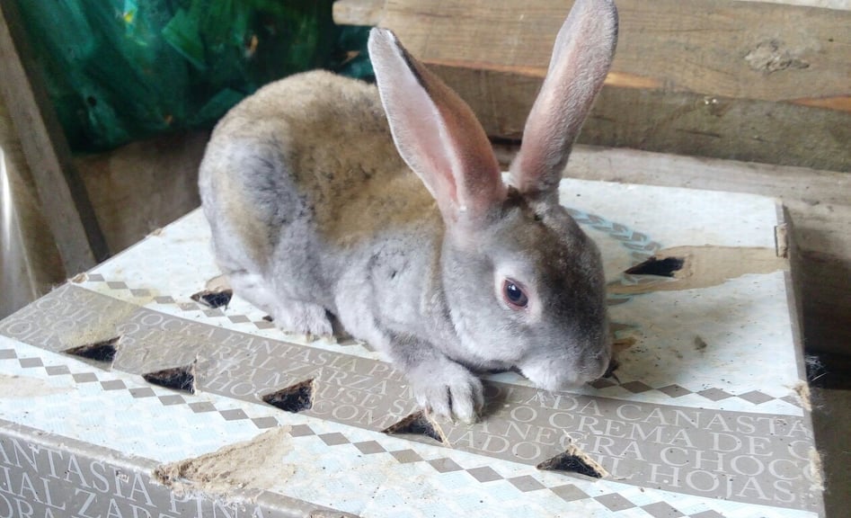 Golden Rabbits