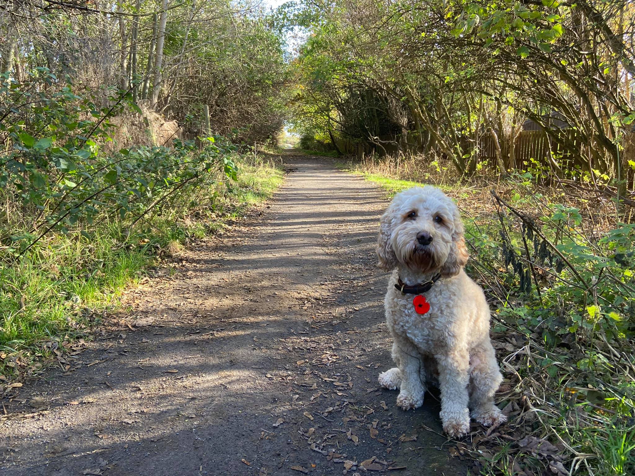 The adventures of Mr Brodie Hang... - Brodie the Cockapoo | Facebook