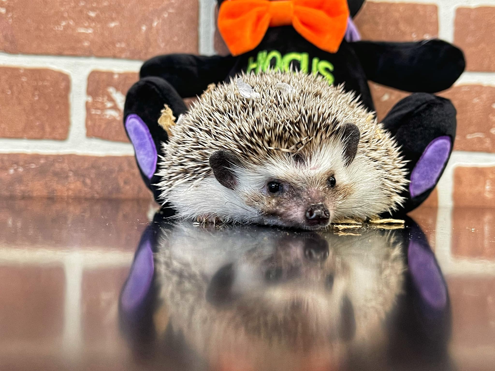 🐾ADOPTED🐾 Did you know there are 15 species of hedgehog? 🦔 Meet