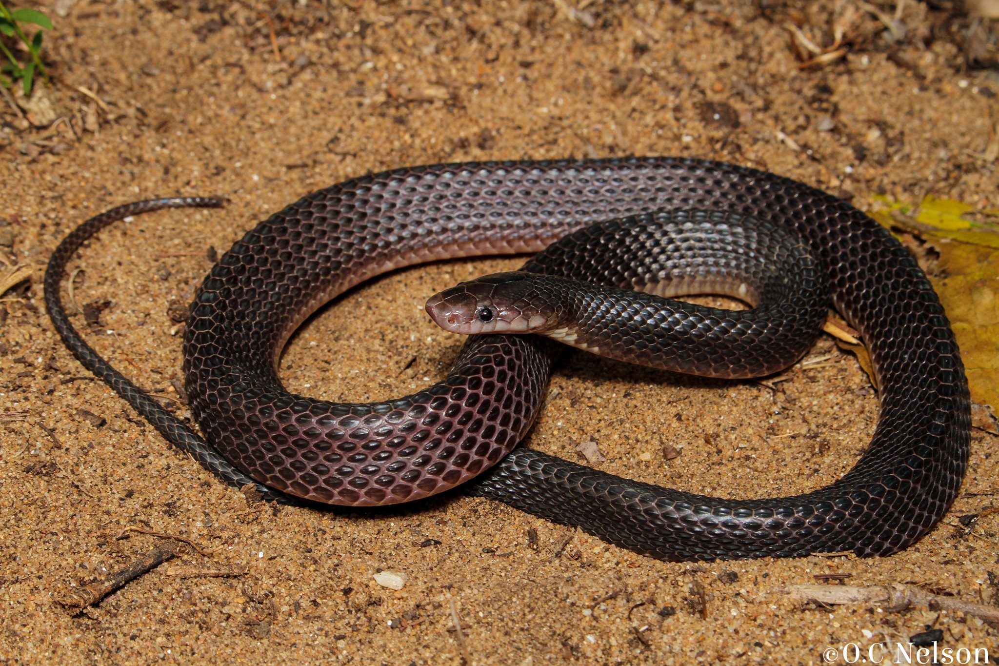 Snakes of Southern Africa | Black File Snake (Gracililima nyassae ...