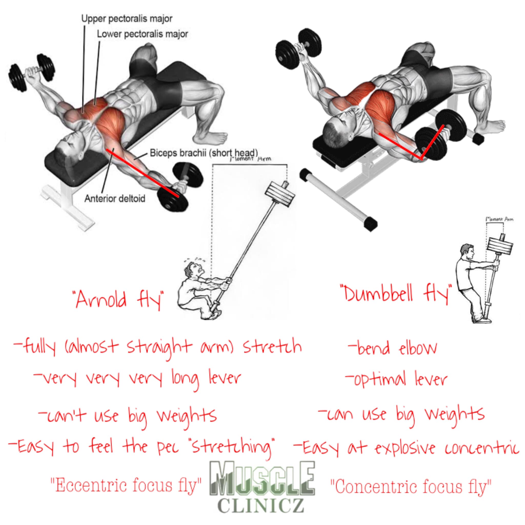 Muscle Clinicz - 📌Applied fly: exercise mechanics... | Facebook