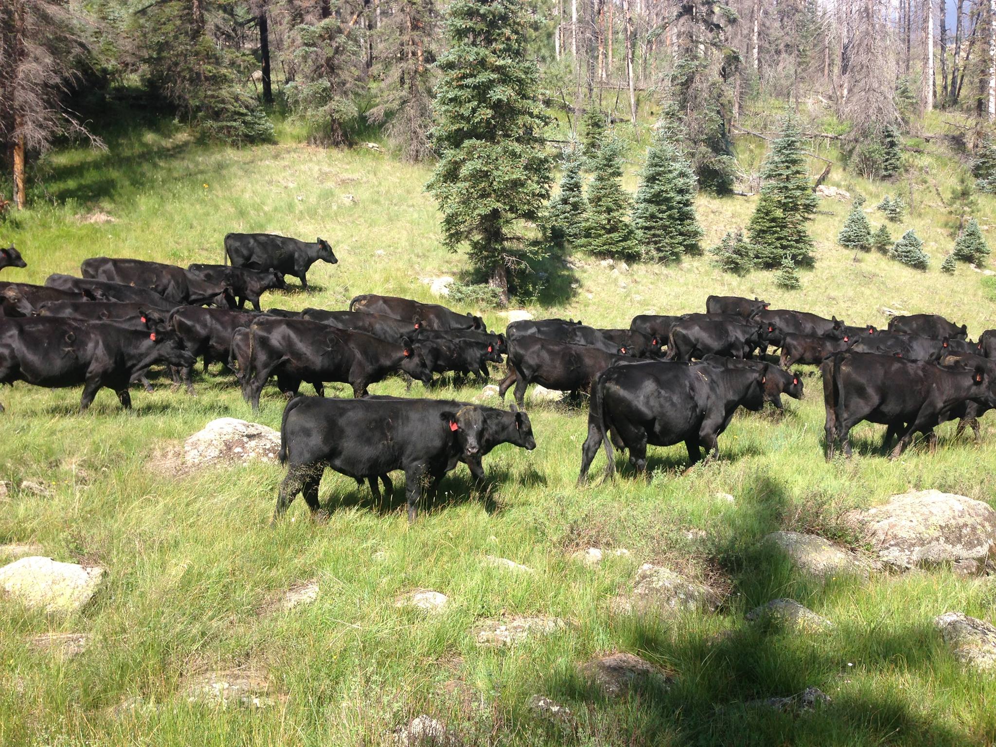 Diamond K Angus Ranch | Springerville AZ