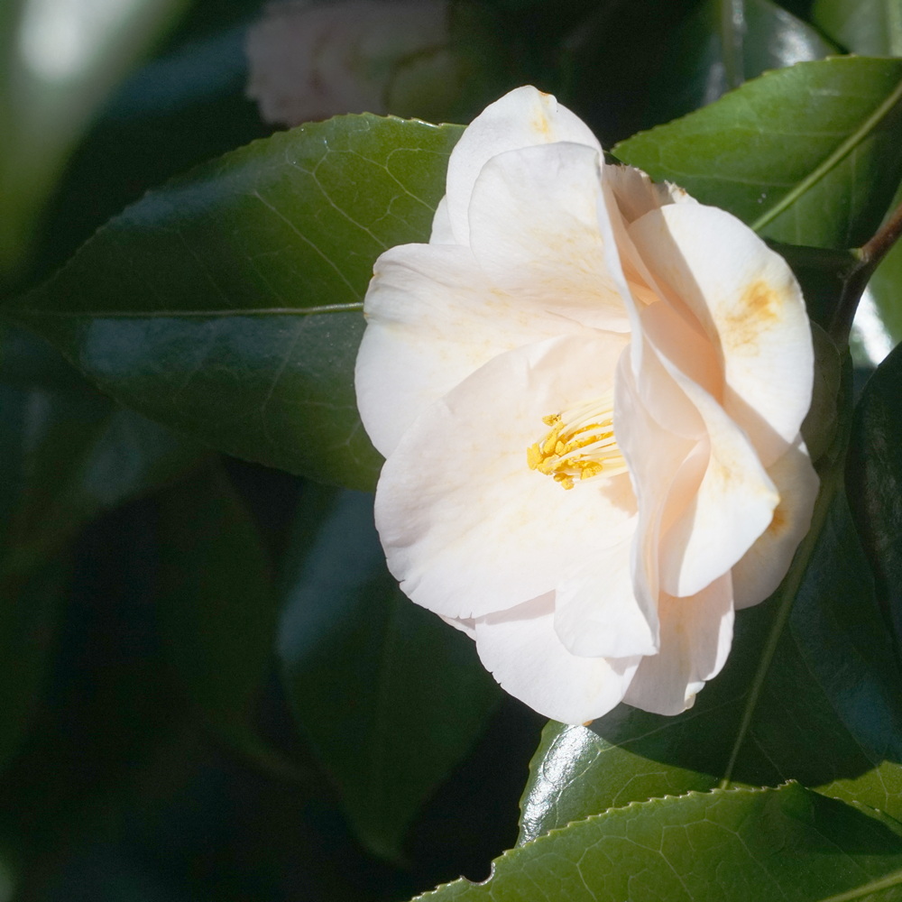 A chilly surprise for our first camellia of the season…