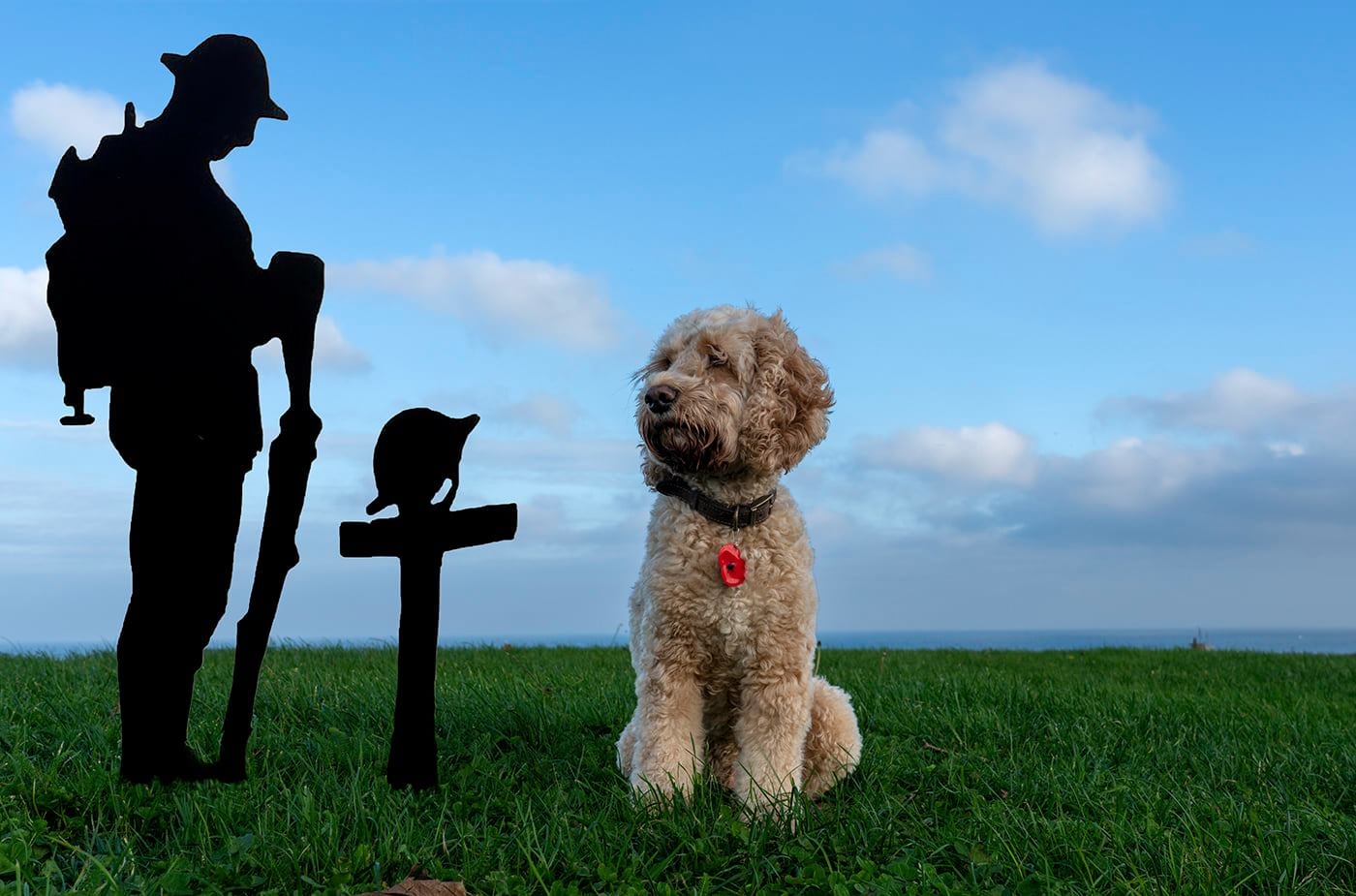 The adventures of Mr Brodie They... - Brodie the Cockapoo
