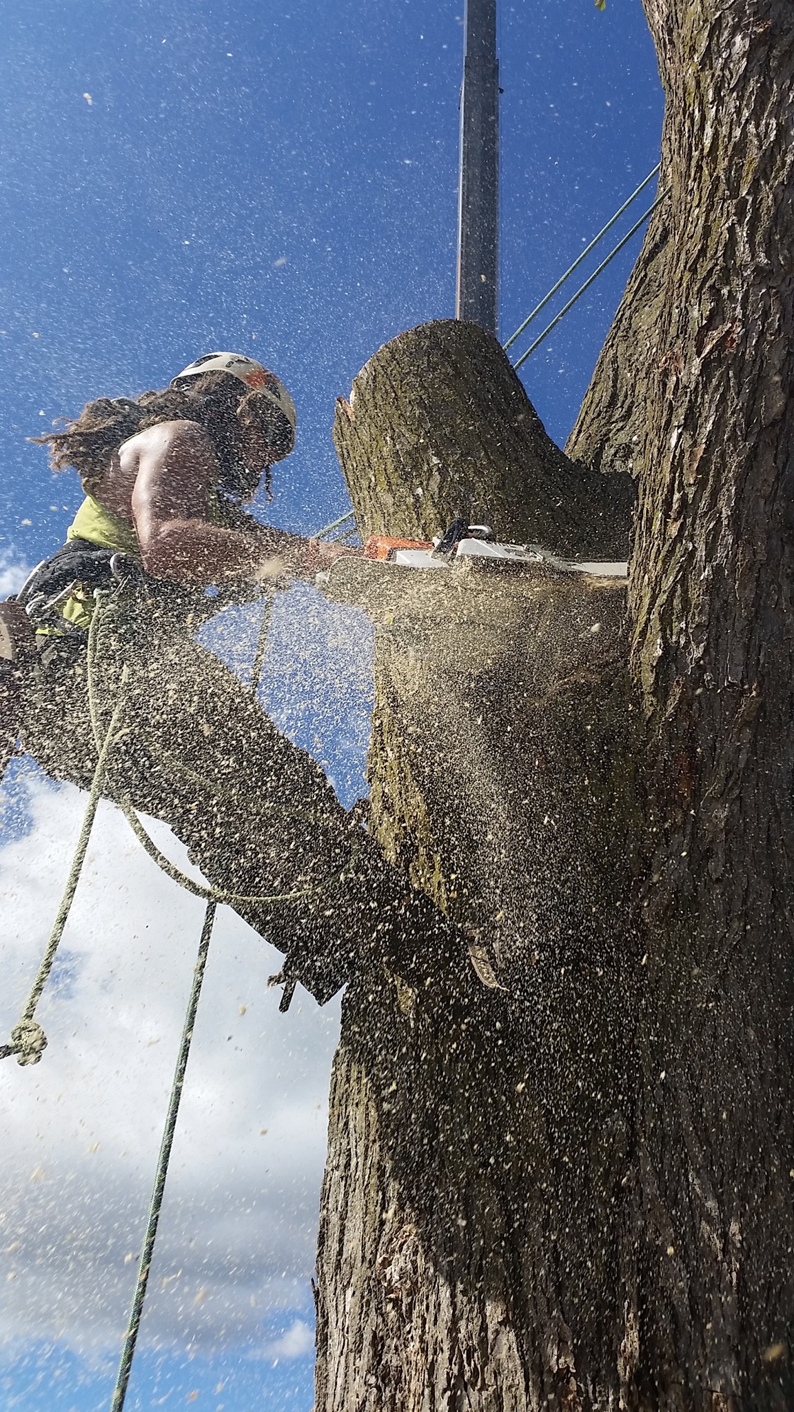Sabatello Tree Care | Arlington Heights IL