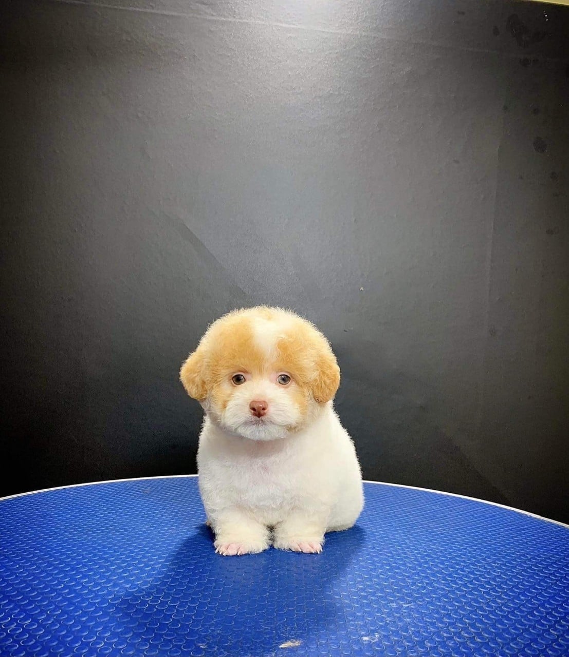 Chó con dễ thương