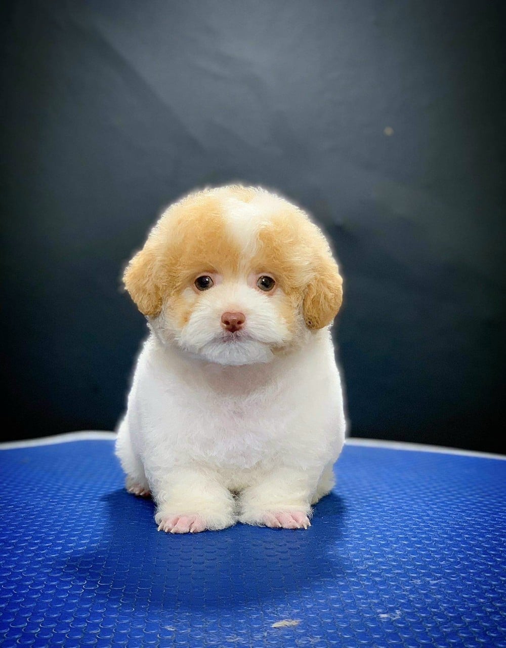 Chó con dễ thương