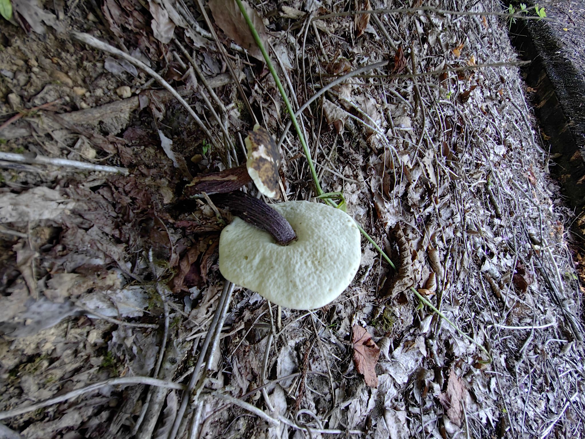 皆さん、はじめまして。キノコ🍄に興味があります😃✨ キノコ図鑑を見