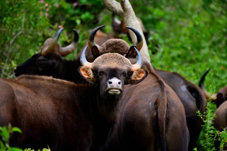 Rakshith - || INDIAN GAUR || The gaur, also known as the Indian bison ...