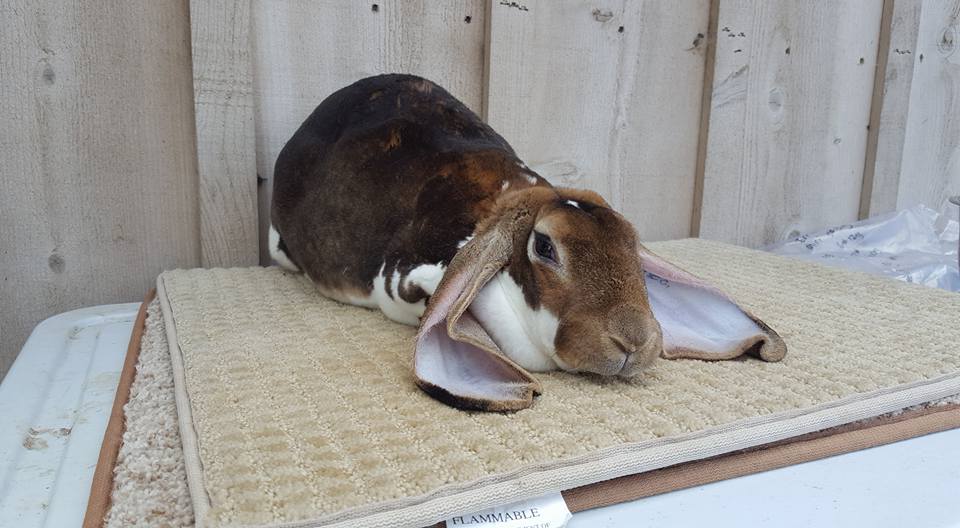 Orchard's Edge Rabbitry
