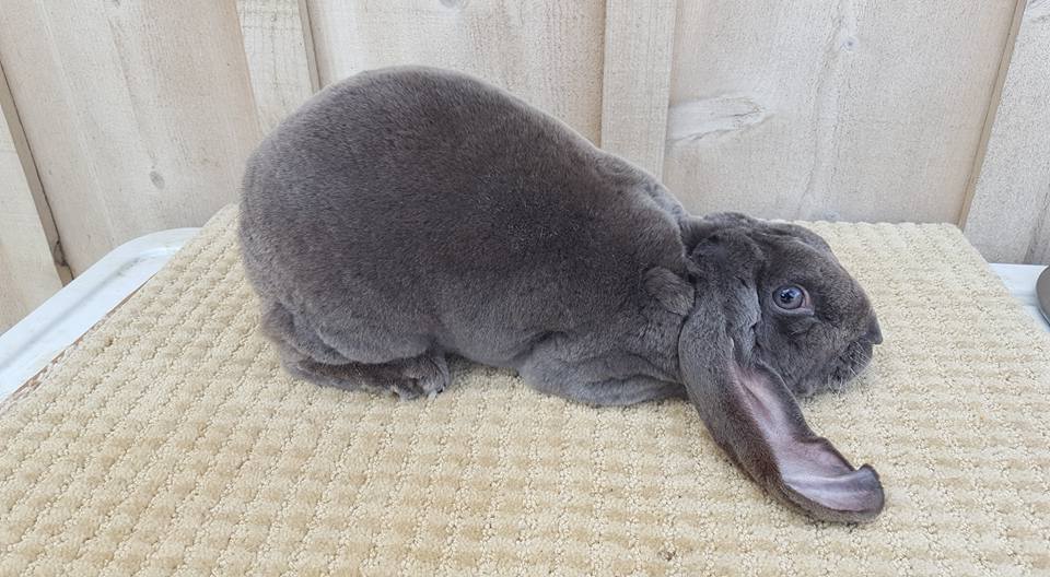 Orchard's Edge Rabbitry