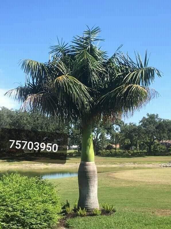 GIANT Growers - BEAUTIFUL AND CUTTEST PALMS EVER A MUST...