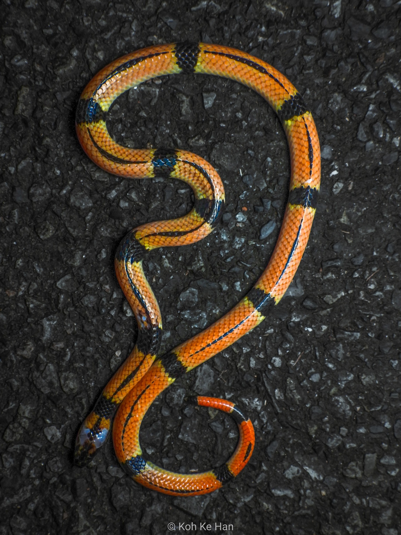 Sinomicrurus japonicus japonicus, Coral snake, Japan