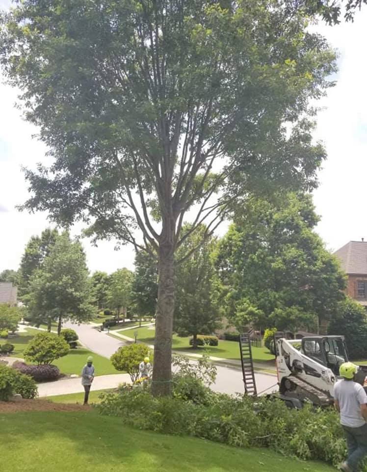 Timberline Expert Tree Service | Norcross GA