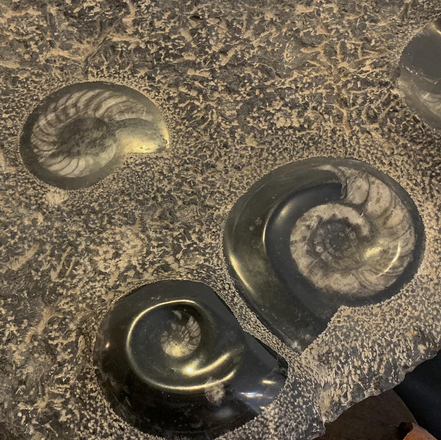 The Gem Museum - Some of the most recognizable fossils are...