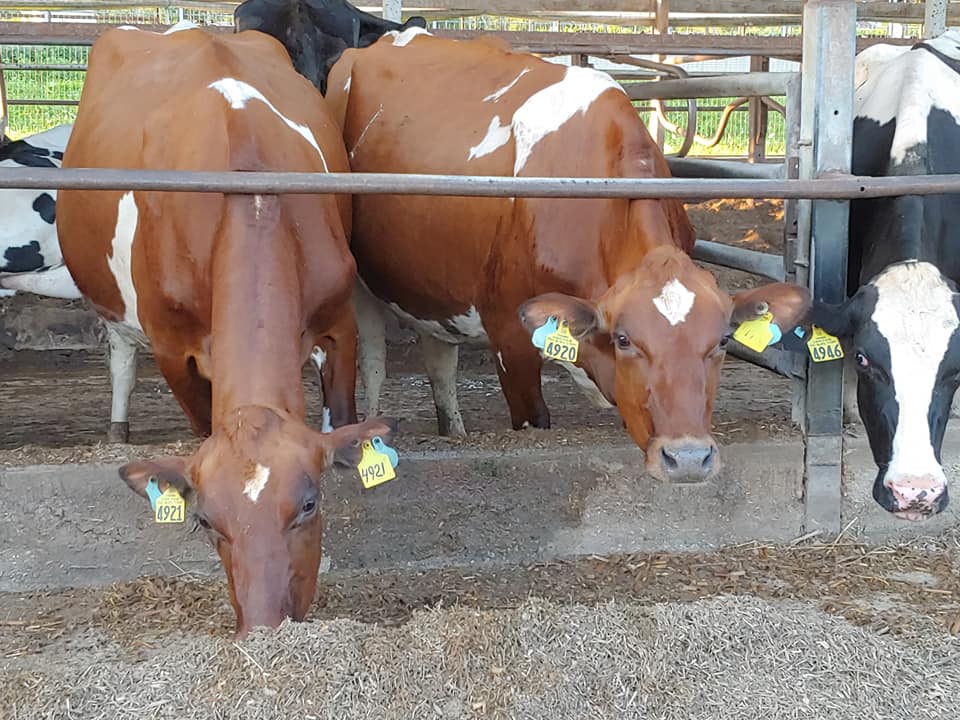 Easterday Dairy Farm | Camden MI