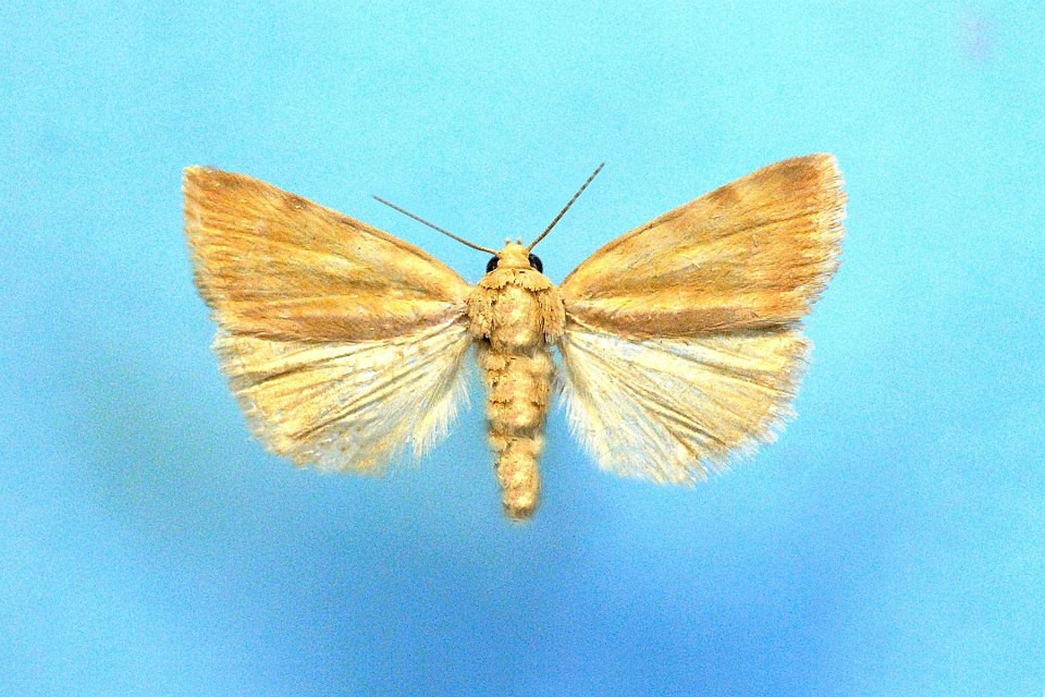 Malta Lepidoptera