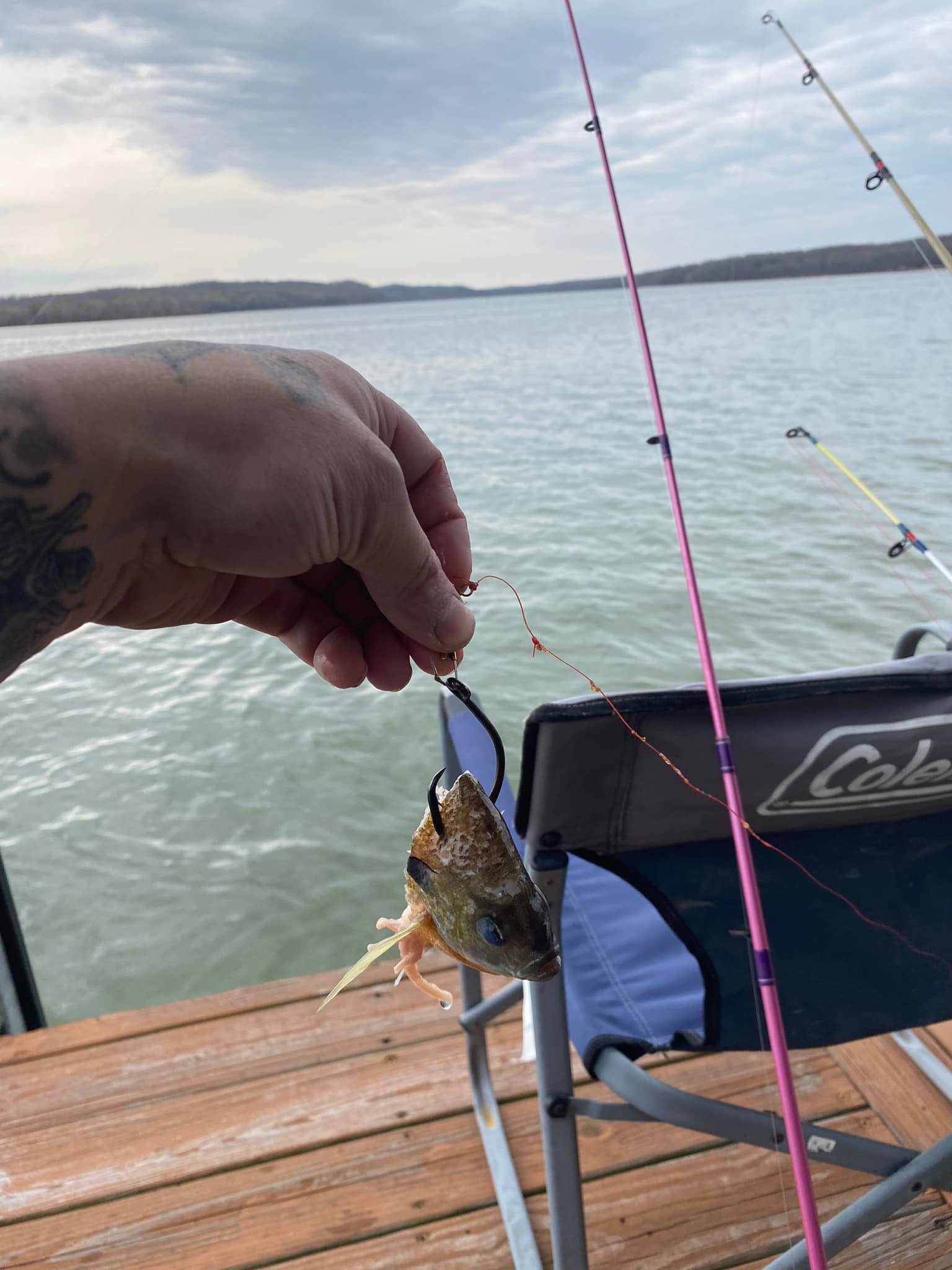 diamond supply co koi fish box logo Yoshino Farm – Gosanke Tosai Packages Color:No Fade Red imaginative resistant and sweatproof for Daiwa ACDDR701M Accudepth Downrigger