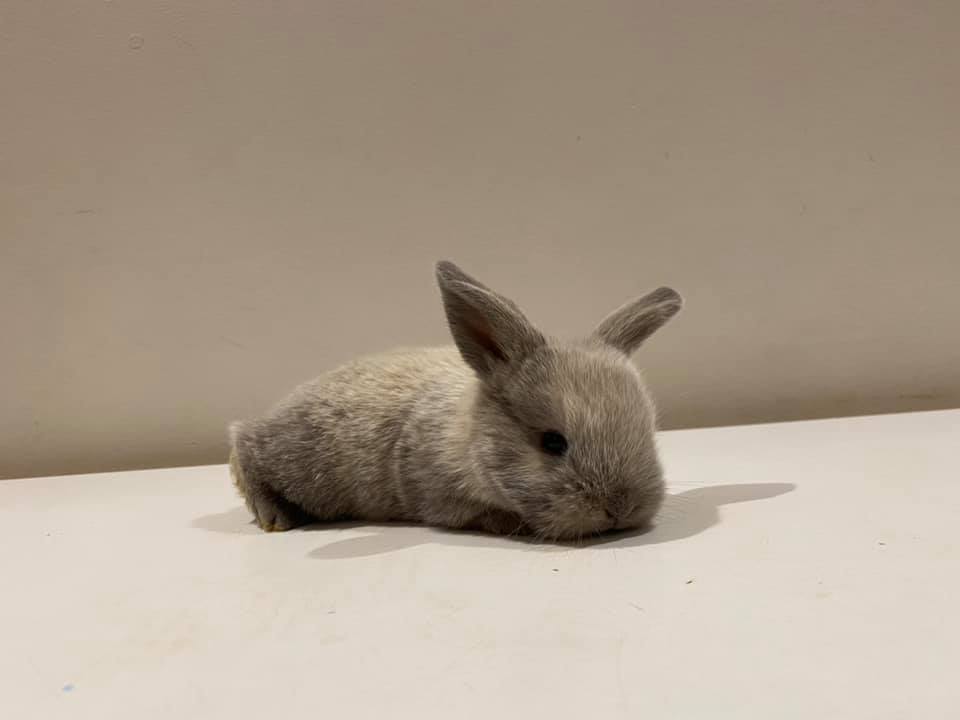 Stanwell Park Mini Lop Rabbits | Temora NSW