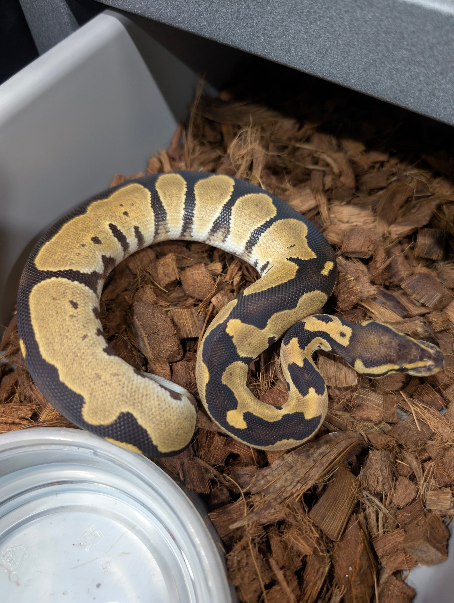 What is the identification of this snake morph with rgrg and
