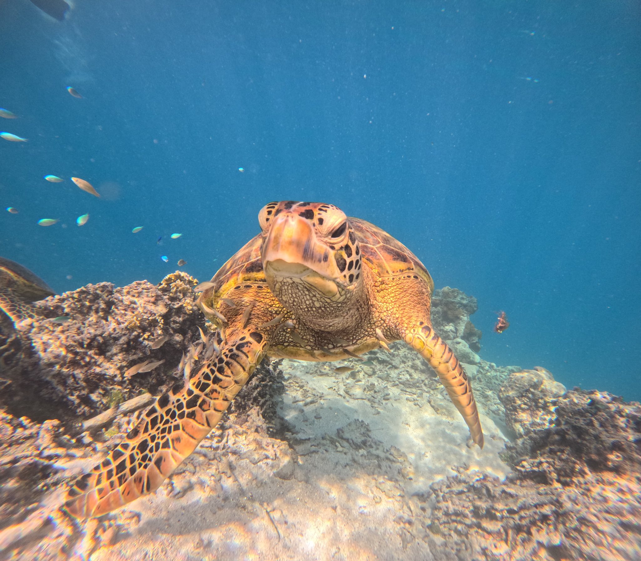 Rarotonga | Cook Islands Holiday Hub | If you’re looking for small ...