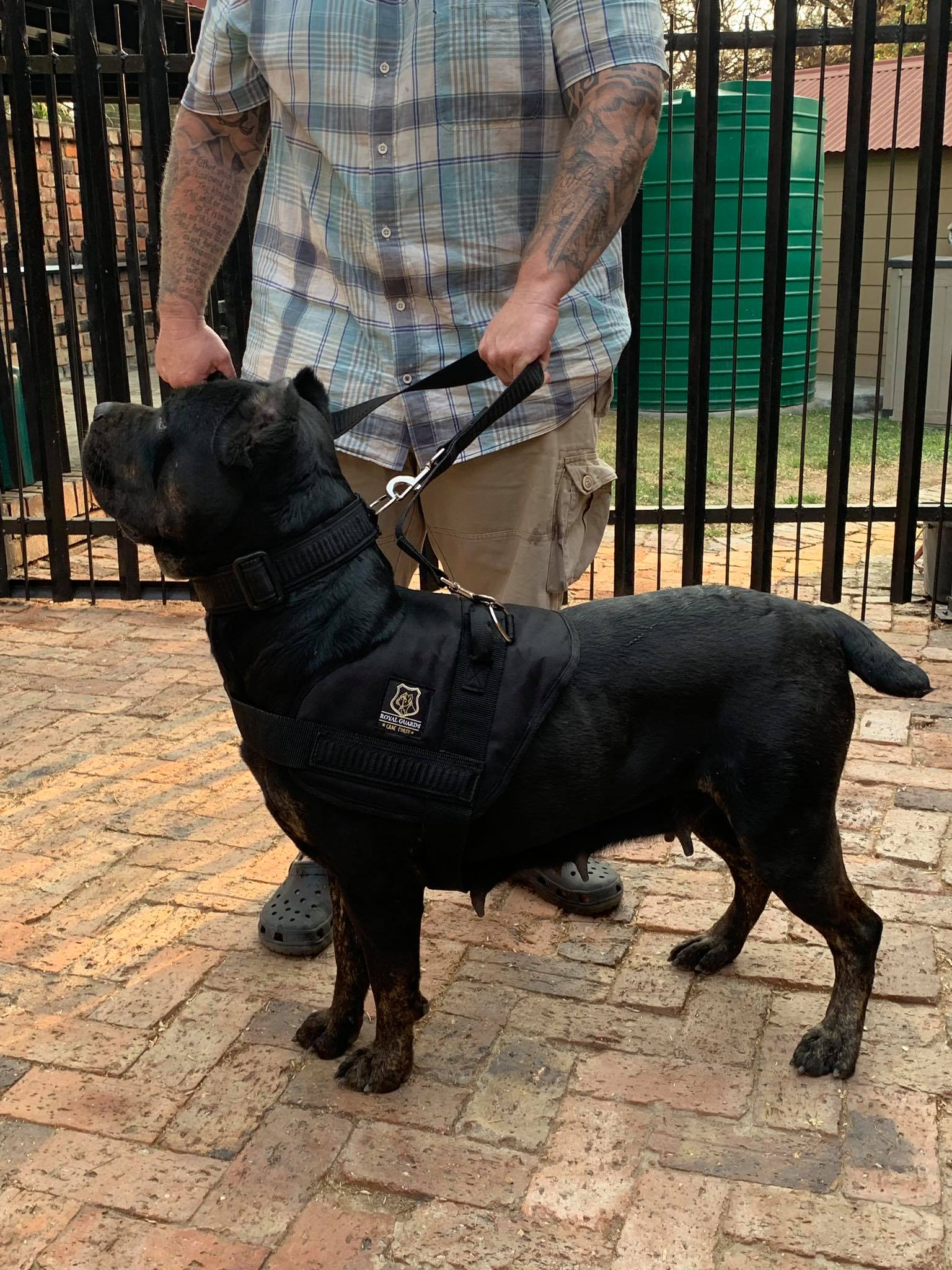 Royal Guards Cane Corso Sa Home Facebook