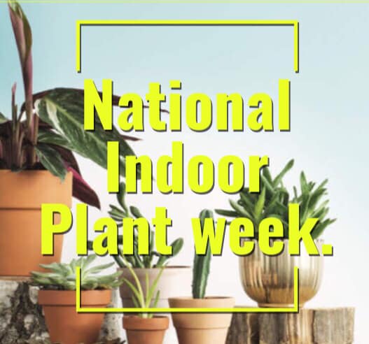 Celebrate The National Indoor Plants Week with Us