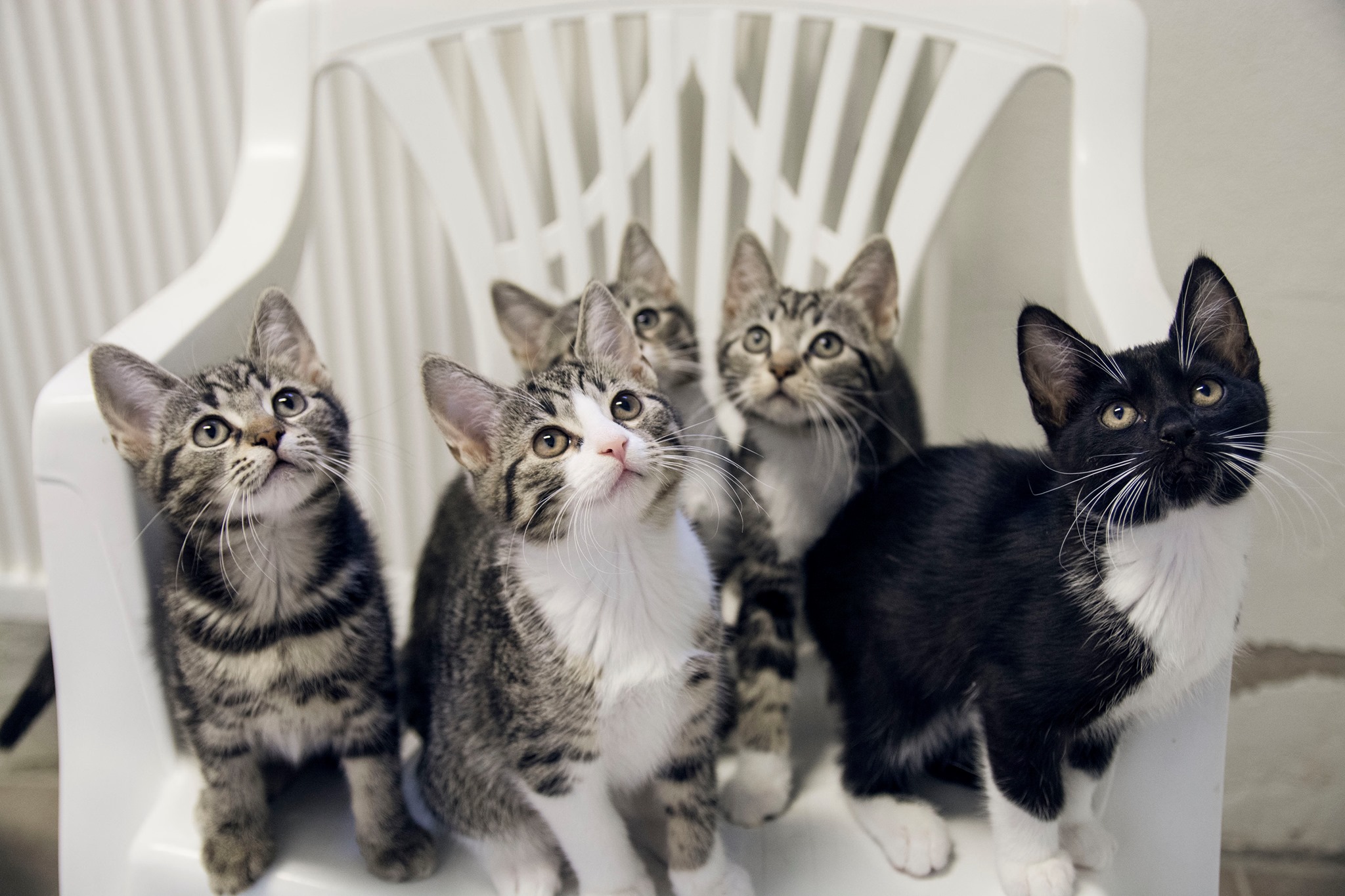 5-kattungar-kom-in-till-katthemmet-katthj-lpen-i-malm-facebook