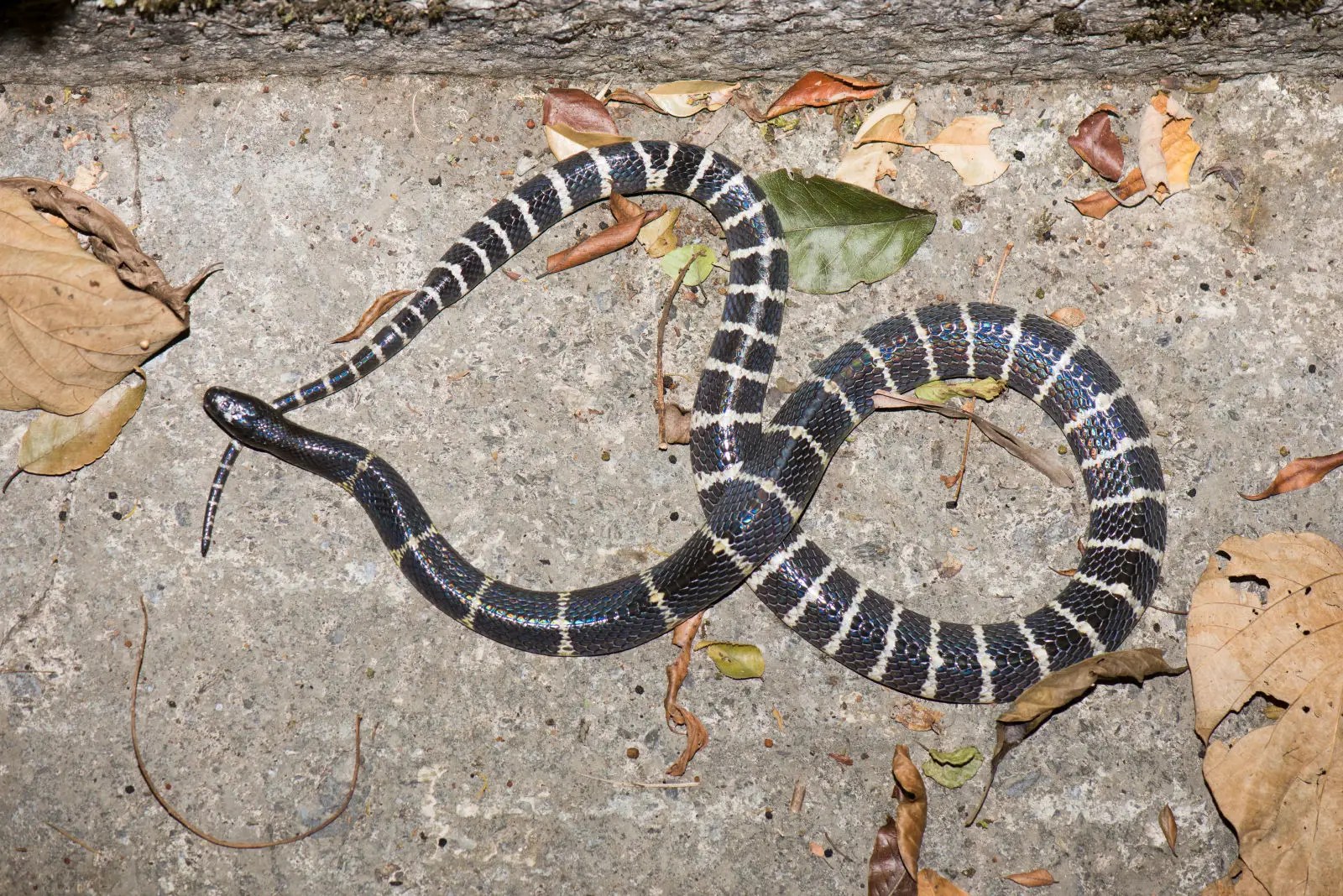 Snake Identification | I watched a documentary on | Facebook