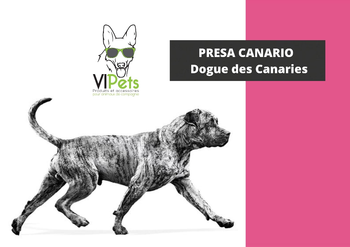 💡 TOUT SAVOIR SUR LES RACES DE CHIENS💡... - VIPets Animalerie | Facebook