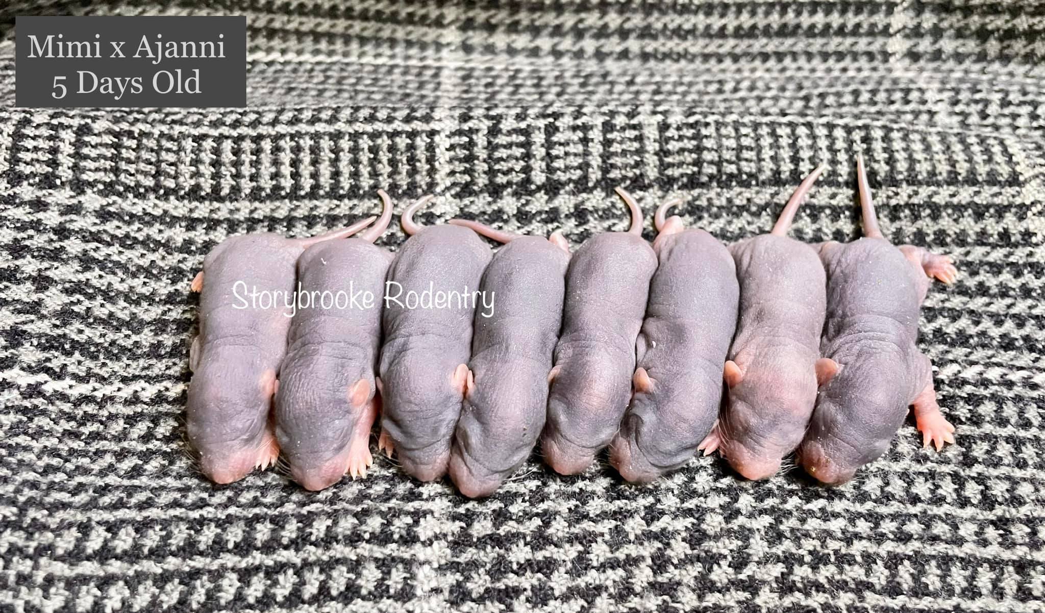 One of these things is not like the... - Storybrooke Rodentry | Facebook