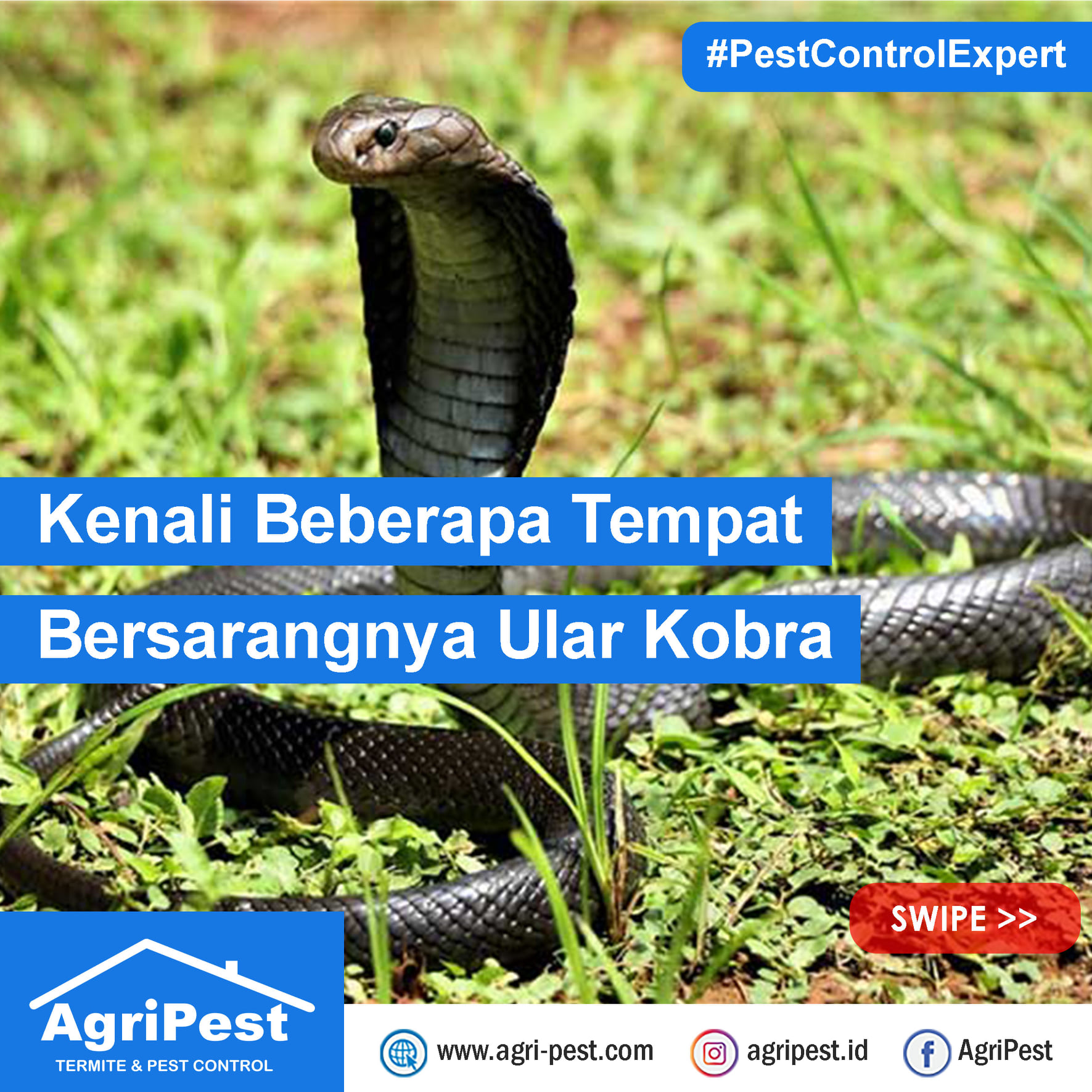 AgriPest - Saat-saat musim penghujan merupakan waktu...