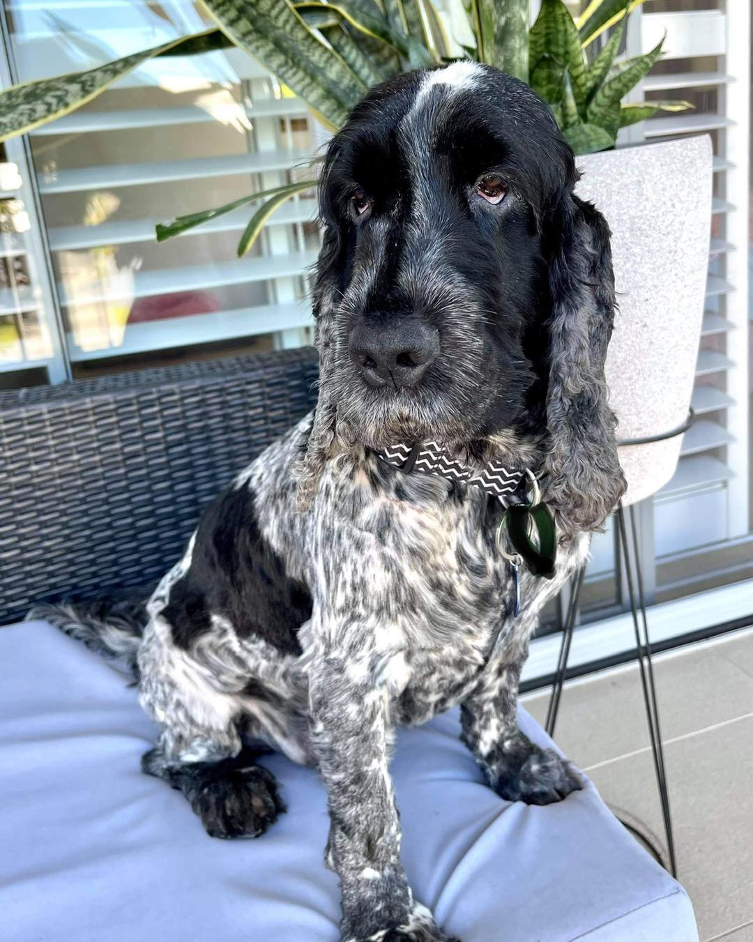 Big warm welcome to... - Cocker Spaniel Rescue QLD inc | Facebook