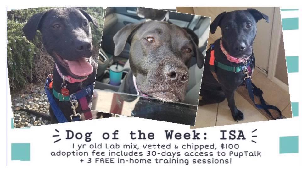 💜📯DOG OF THE WEEK ALERT!!!📯💜... - Pitty Paws Bully Rescue