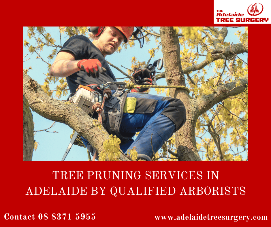 Do you want to maintain your trees... - Adelaide Tree Surgery