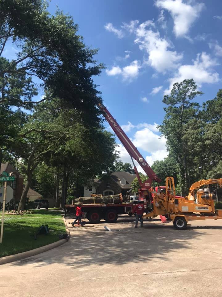 Champions Tree Preservation | Houston TX