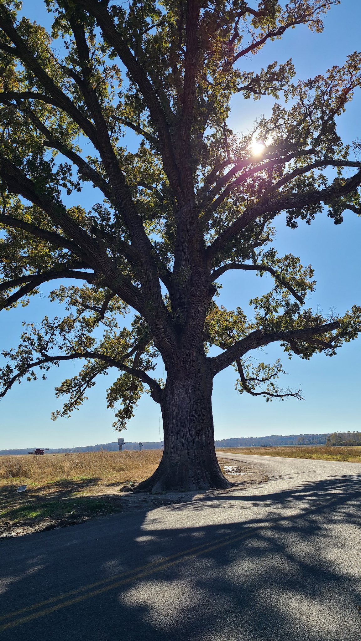 Big Tree Seekers | 800 year old Burr Oak north of the Kati Trail , west ...