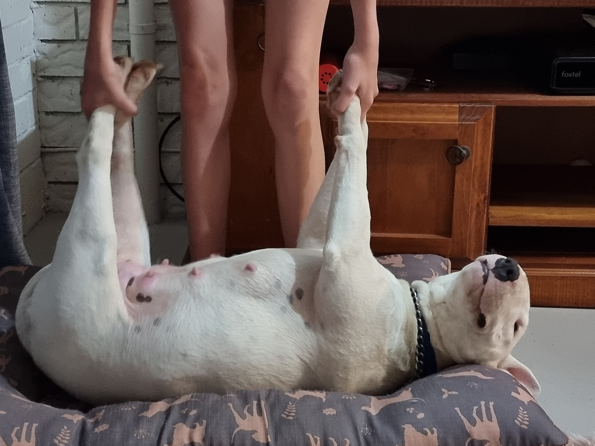 Tenaz Bull Terriers