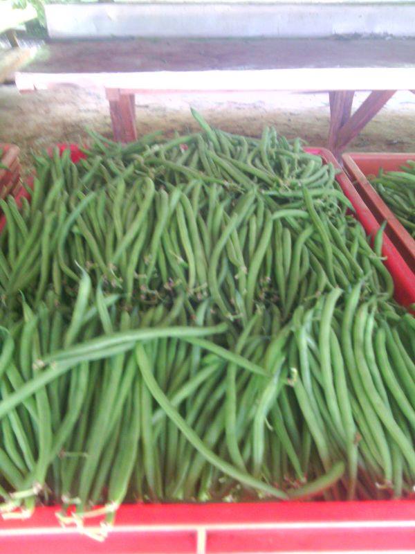 Samar Farm | Maragua