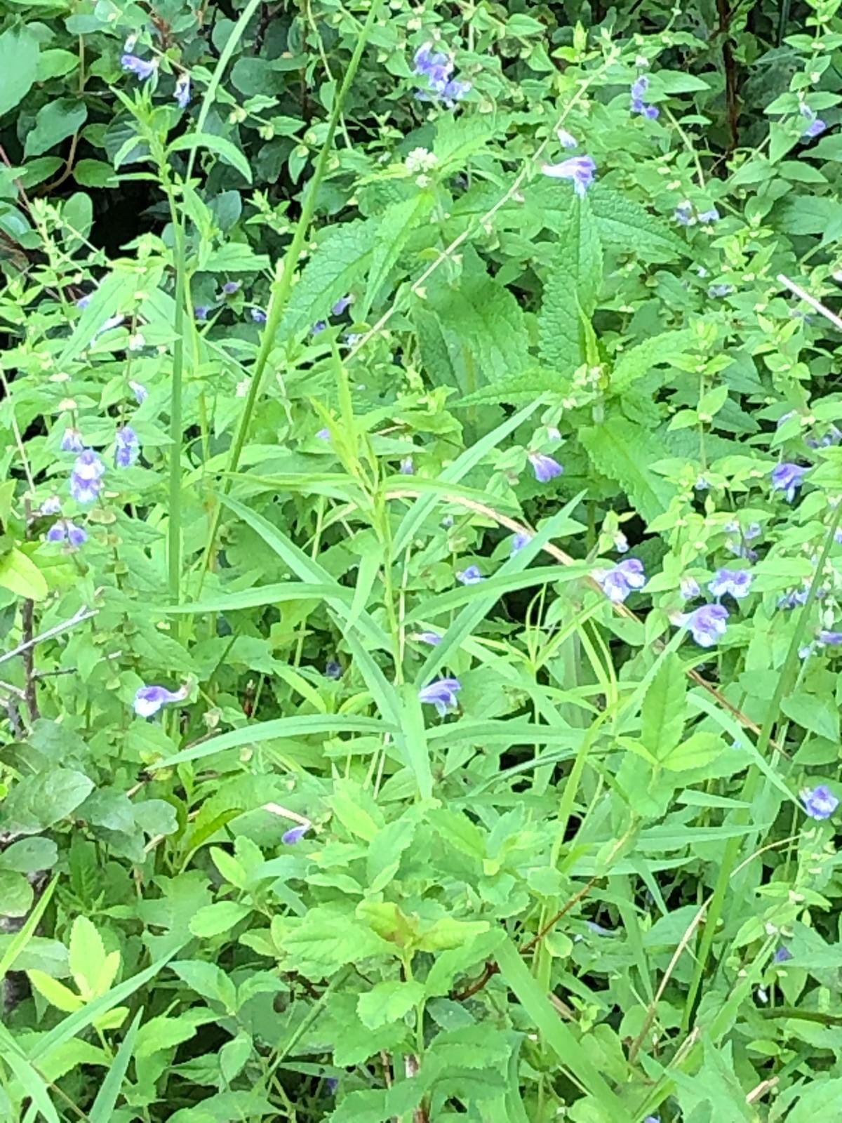 Identifying flowers in Western Massachusetts