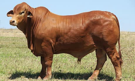 Congratulations to the Angus family... - Gener8 Reproduction