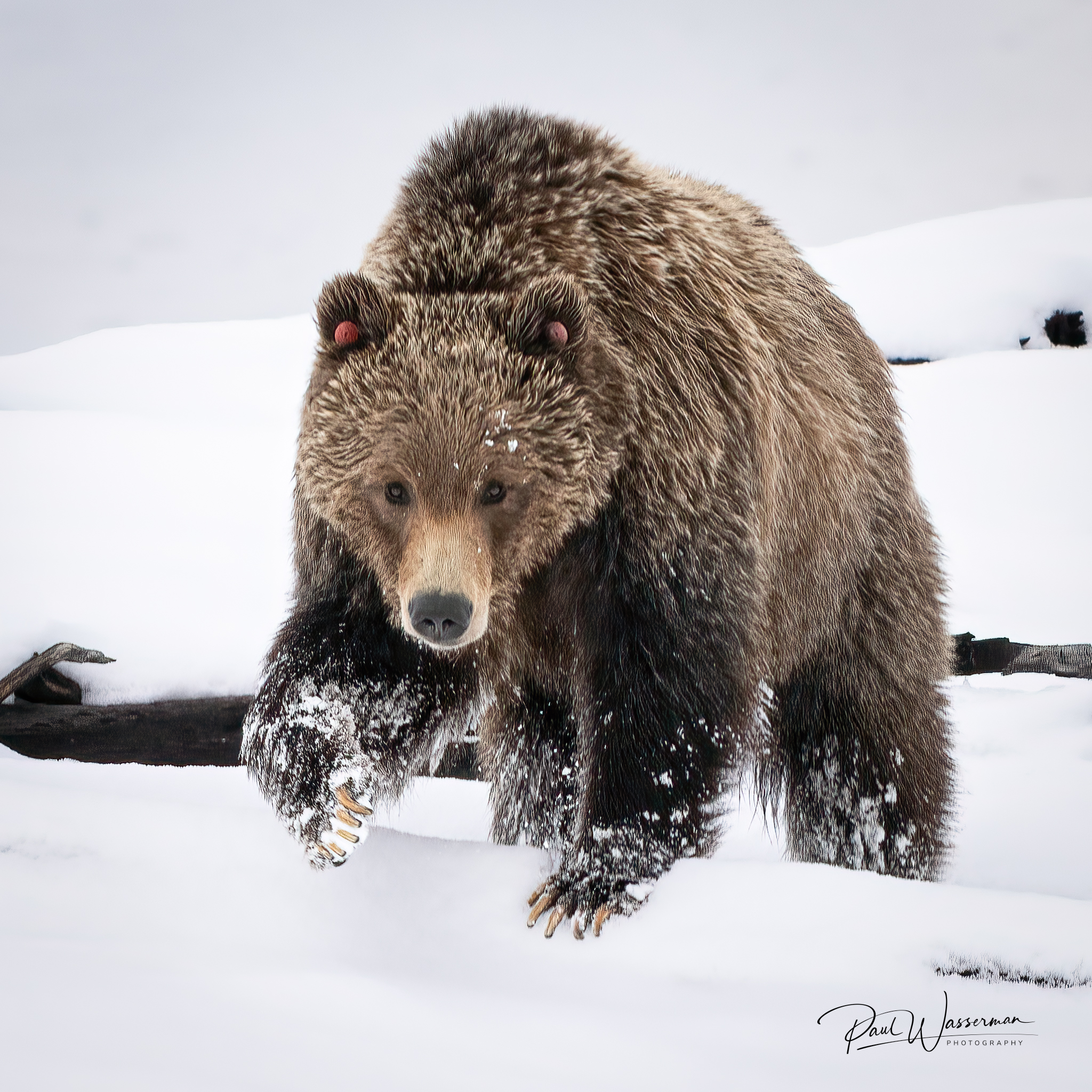 Yellowstone's young grizzly boar G288 spotted near Yellowstone Lake