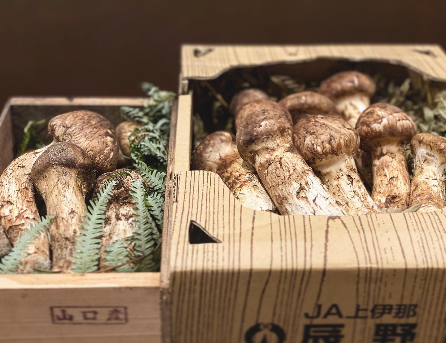 信州上伊那産 松茸 上質 200g 【公式通販】