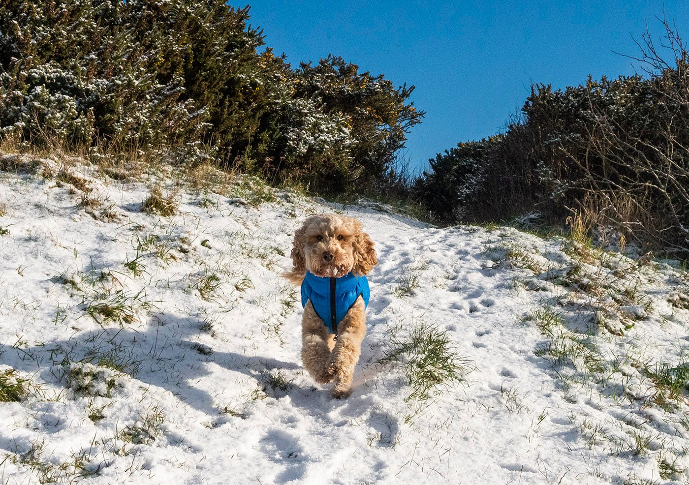 The adventures of Mr Brodie First... - Brodie the Cockapoo | Facebook